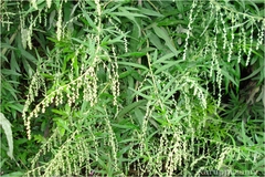 Artemisia vulgaris